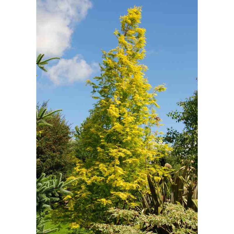 Metasequoia glyptostroboides 'Goldrush' Metasequoia glyptostroboides 'Goldrush'