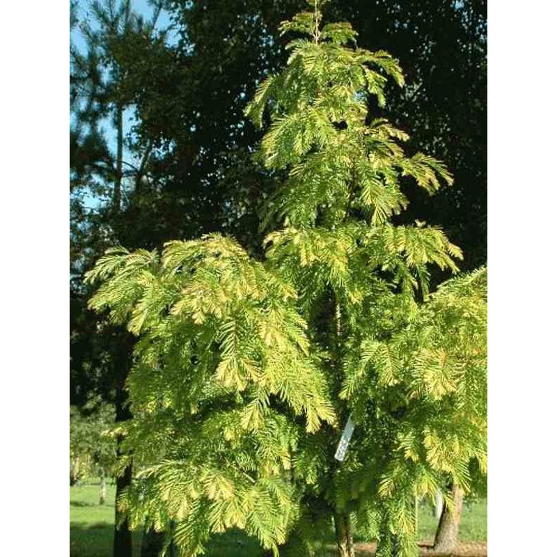 Metasequoia glyptostroboides 'Matthaei Broom'