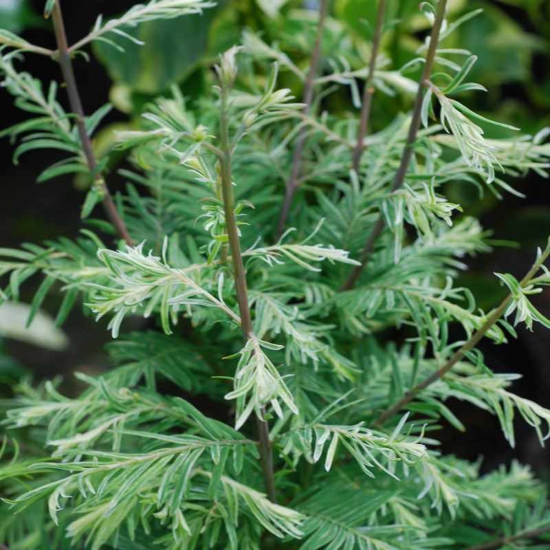 Metasequoia glyptostroboides 'White Spot' Metasequoia glyptostroboides 'White Spot'