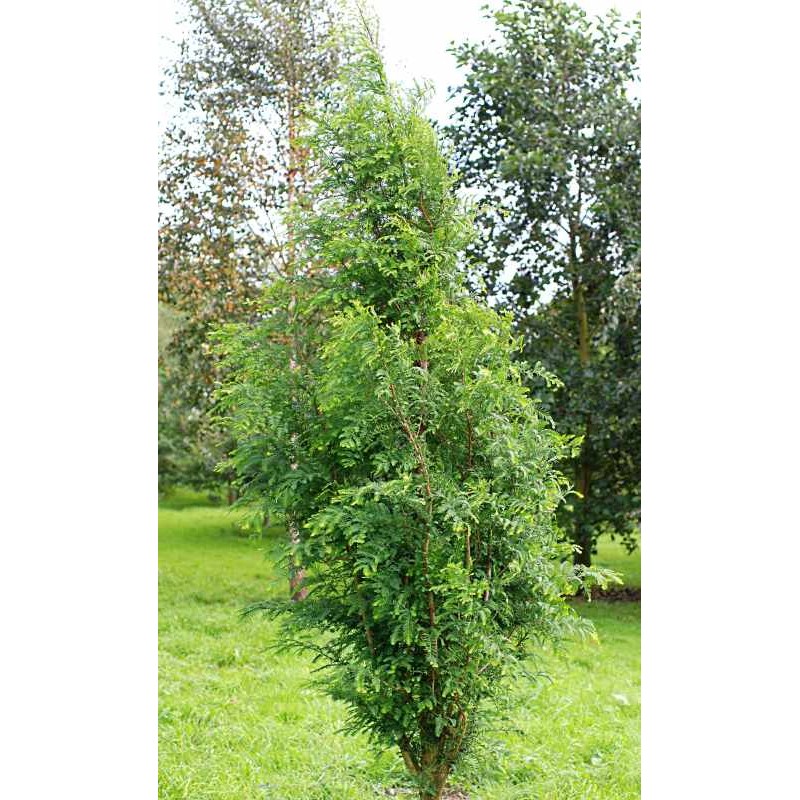 Metasequoia glyptostroboides 'Waasland' Metasequoia glyptostroboides 'Waasland'