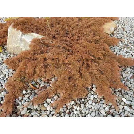 Microbiota decussata - winter foliage colour