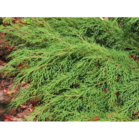 Microbiota decussata