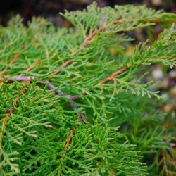 Microbiota decussata