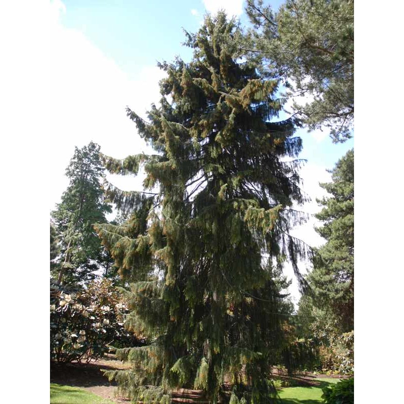 Picea breweriana