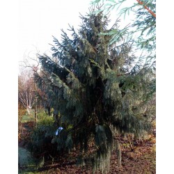 Picea breweriana