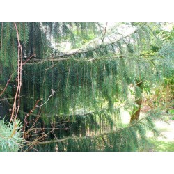 Picea breweriana