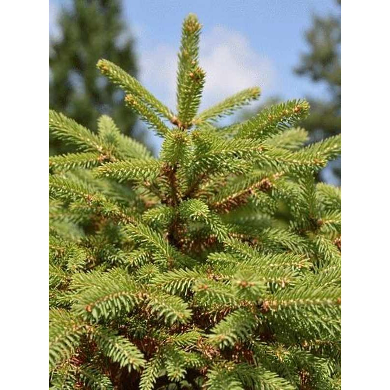 Picea meyeri Picea meyeri