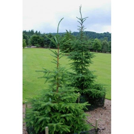 Picea omorika Picea omorika
