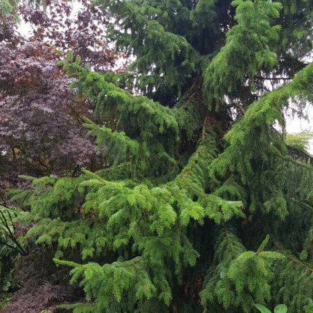 Picea omorika Picea omorika