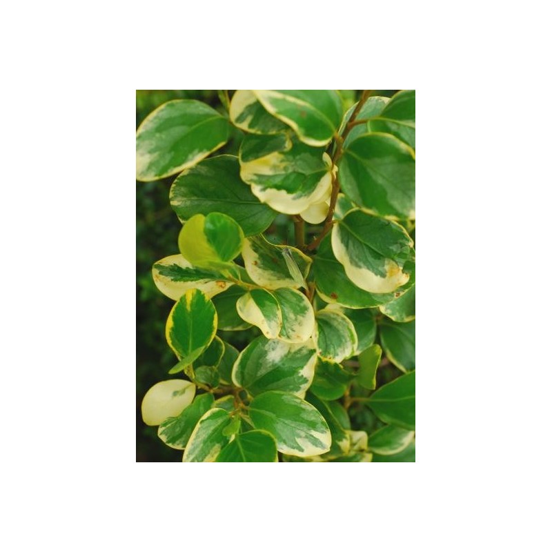 Griselinia littoralis 'Variegata'