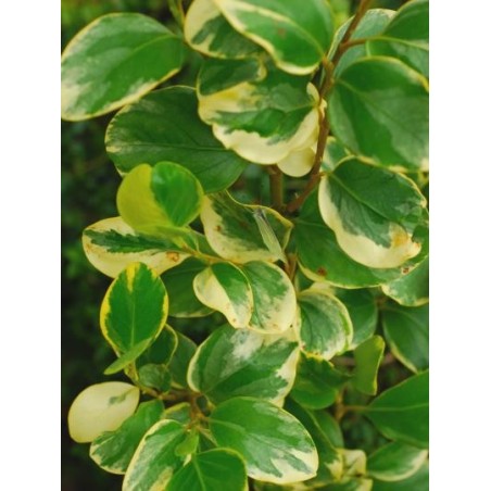 Griselinia littoralis 'Variegata'