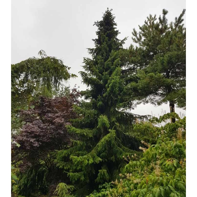 Picea omorika Picea omorika