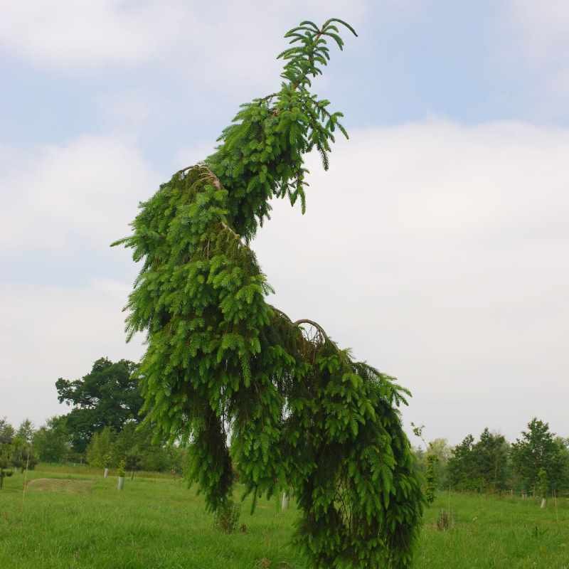 Picea omorika 'Pendula' Picea omorika 'Pendula'