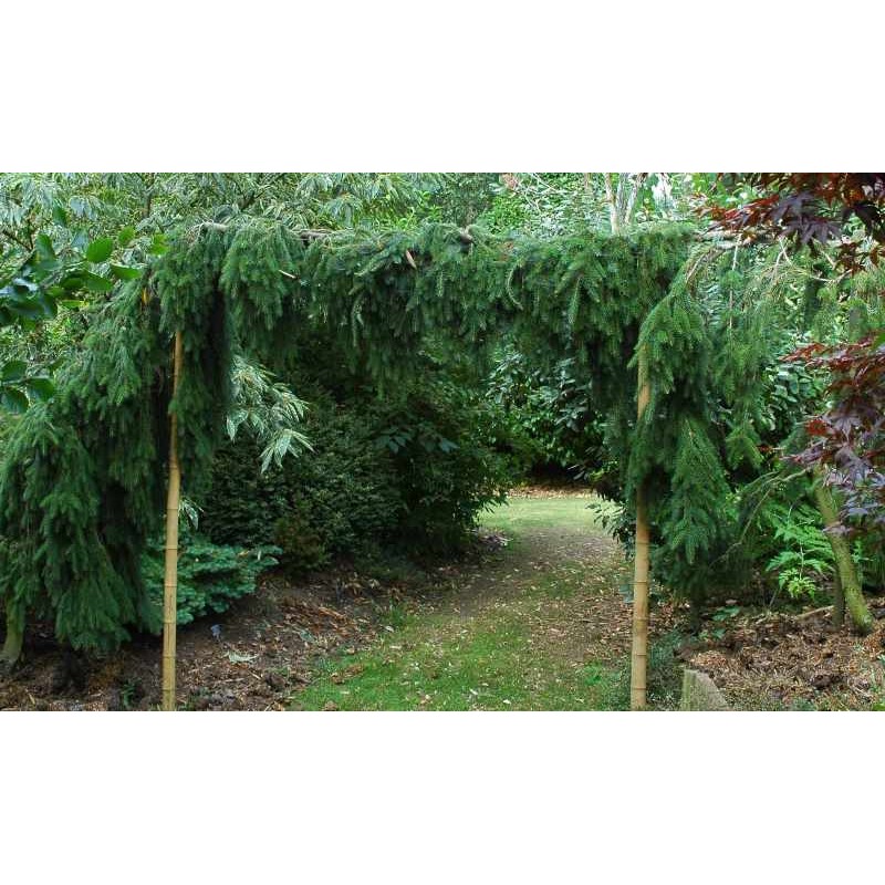 Picea omorika 'Pendula' - 2 plants grown over an arch, one on either side