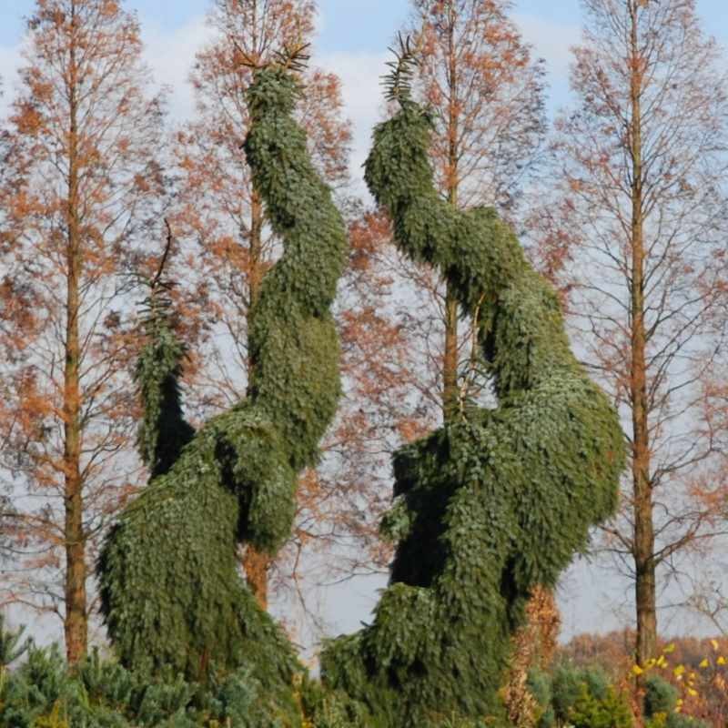 Picea omorika 'Pendula' - very mature branching specimen