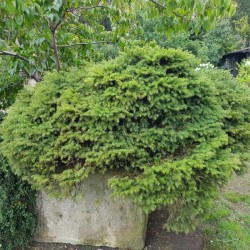 Picea abies 'Nidiformis'