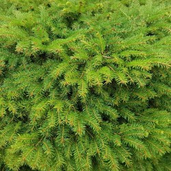 Picea abies 'Nidiformis'