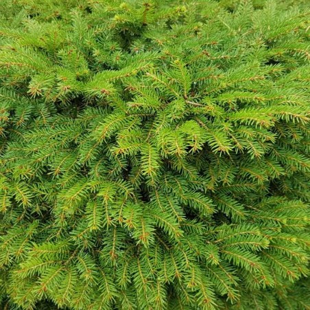 Picea abies 'Nidiformis' Picea abies 'Nidiformis'