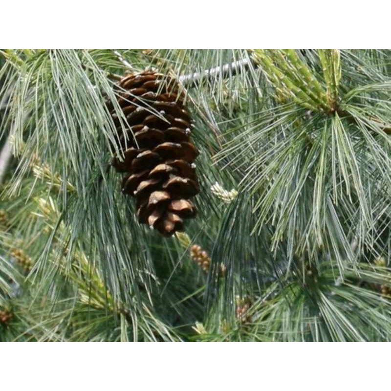 Pinus armandii