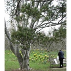 Pinus bungeana