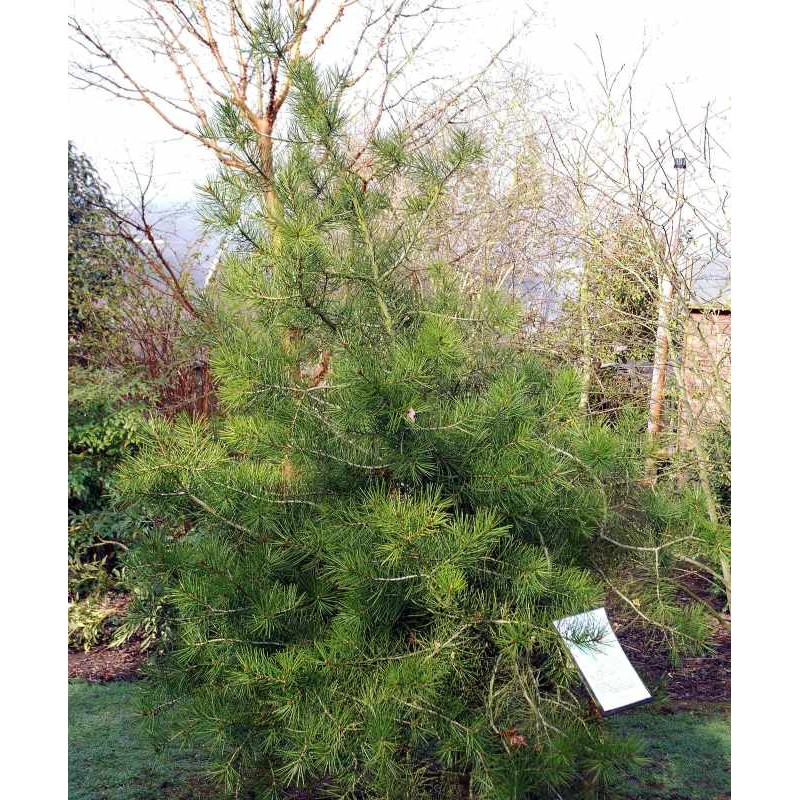 Pinus bungeana - approx 8 years old