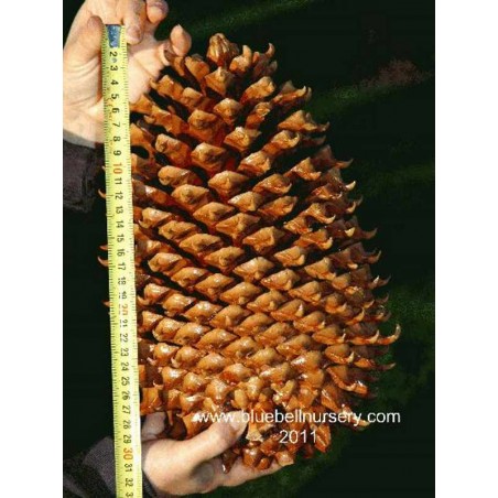 Pinus coulteri Pinus coulteri