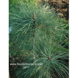 Pinus coulteri