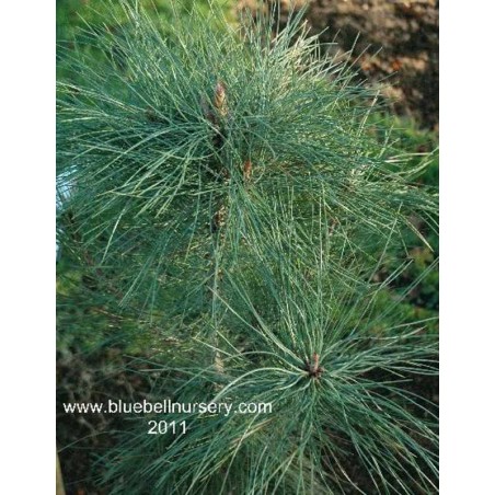 Pinus coulteri Pinus coulteri