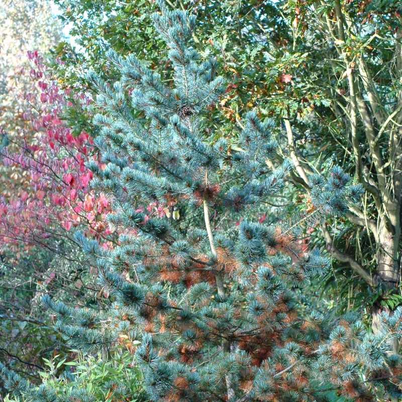 Pinus parviflora 'Blue Giant' Pinus parviflora 'Blue Giant'