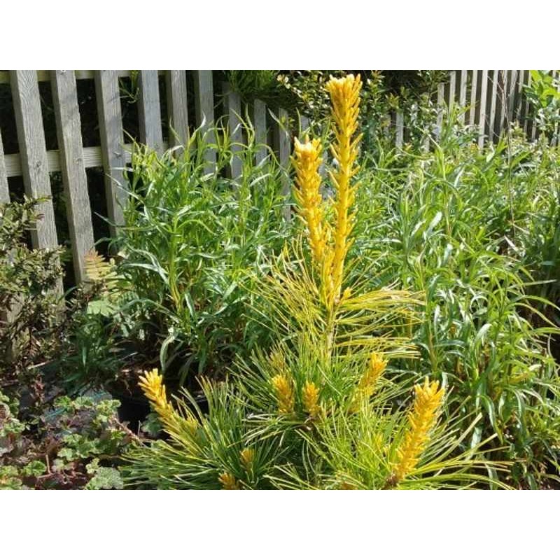 Pinus parviflora 'Goldilocks' Pinus parviflora 'Goldilocks'
