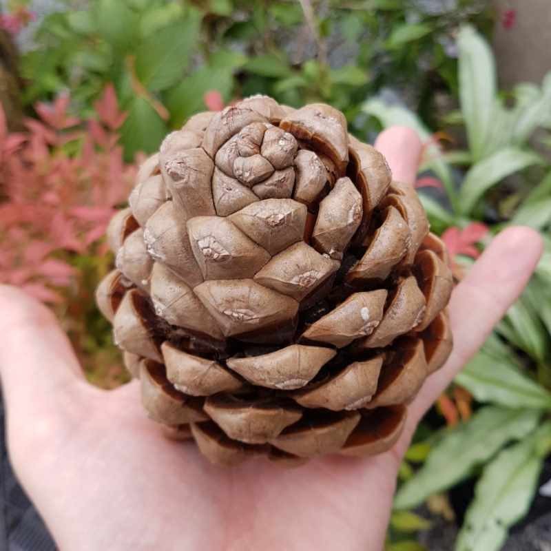 Pinus pinea - cone Pinus pinea - cone