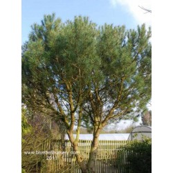 Pinus pinea