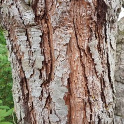 Pinus pinea