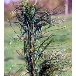 Pinus strobus 'Torulosa'