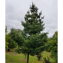 Pinus strobus 'Torulosa'