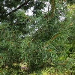 Pinus strobus 'Torulosa'