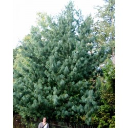 Pinus wallichiana