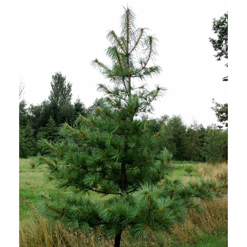 Pinus wallichiana