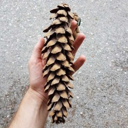 Pinus wallichiana - cone