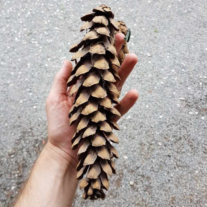 Pinus wallichiana - cone