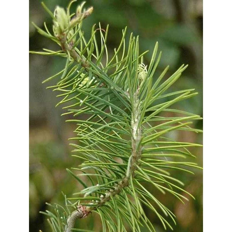 Pseudotsuga menziesii 'Serpentine' Pseudotsuga menziesii 'Serpentine'