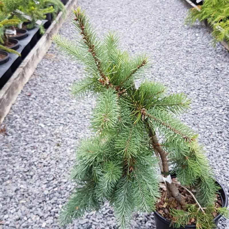 Pseudotsuga menziesii 'Glauca Pendula' Pseudotsuga menziesii 'Glauca Pendula'