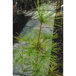 Sciadopitys verticillata