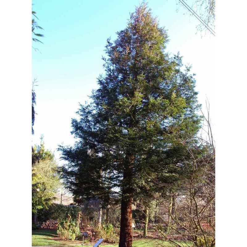 Sequoia sempervirens Sequoia sempervirens