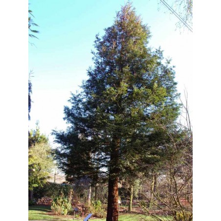 Sequoia sempervirens Sequoia sempervirens