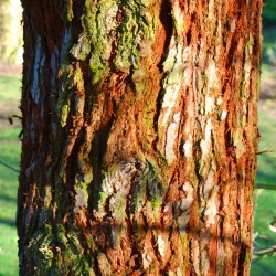 Sequoia sempervirens - bark