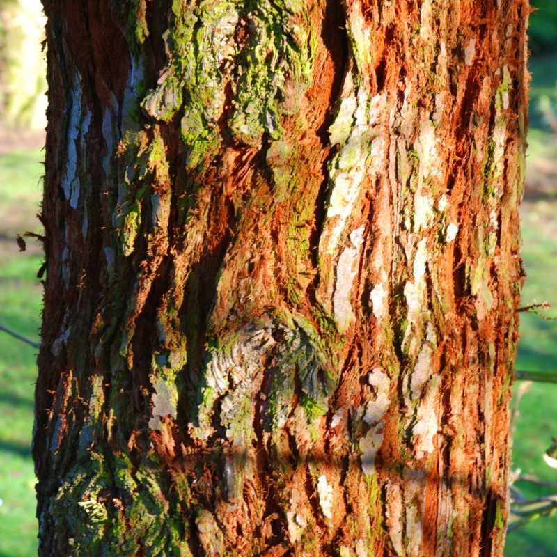 Sequoia sempervirens - bark