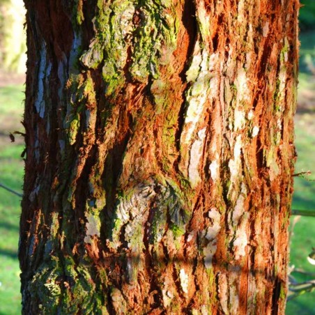 Sequoia sempervirens - bark Sequoia sempervirens - bark