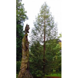 Sequoia sempervirens
