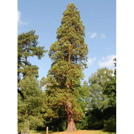 Sequoiadendron giganteum